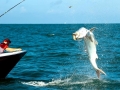 Tarpon