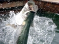Tarpon