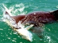 Tarpon
