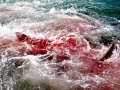 Tarpon