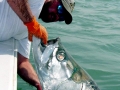 Tarpon