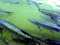 Tarpon