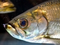 Tarpon