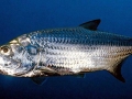 Tarpon