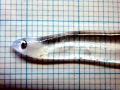 Tarpon