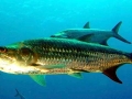 Tarpon