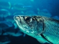 Tarpon