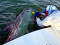 Tarpon