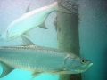 Tarpon