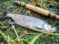 Tarpon
