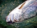 Tarpon