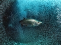 Tarpon