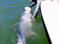 Tarpon