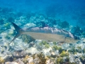 Tarpon