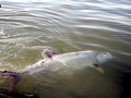 Tarpon