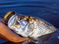 Tarpon