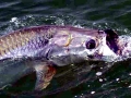Tarpon