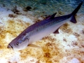 Tarpon