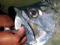 Tarpon