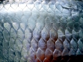 Tarpon