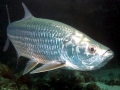 Tarpon