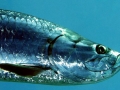 Tarpon