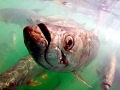 Tarpon