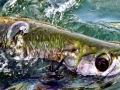 Tarpon