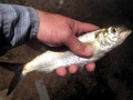 Tarpon