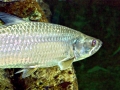 Tarpon