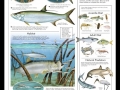 Tarpon