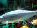 Tarpon