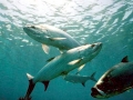 Tarpon