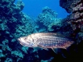 Tarpon