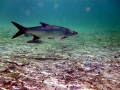 Tarpon