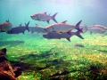 Tarpon