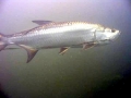 Tarpon