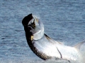 Tarpon
