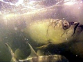 Tarpon