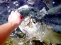 Tarpon