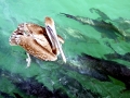 Tarpon