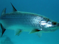 Tarpon