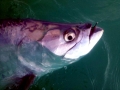 Tarpon