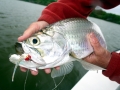 Tarpon
