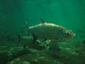 Tarpon