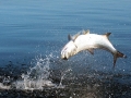 Tarpon