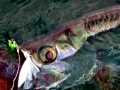 Tarpon