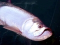 Tarpon