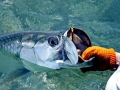 Tarpon