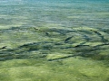 Tarpon